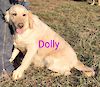  Dolly 