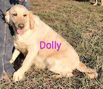  Dolly 