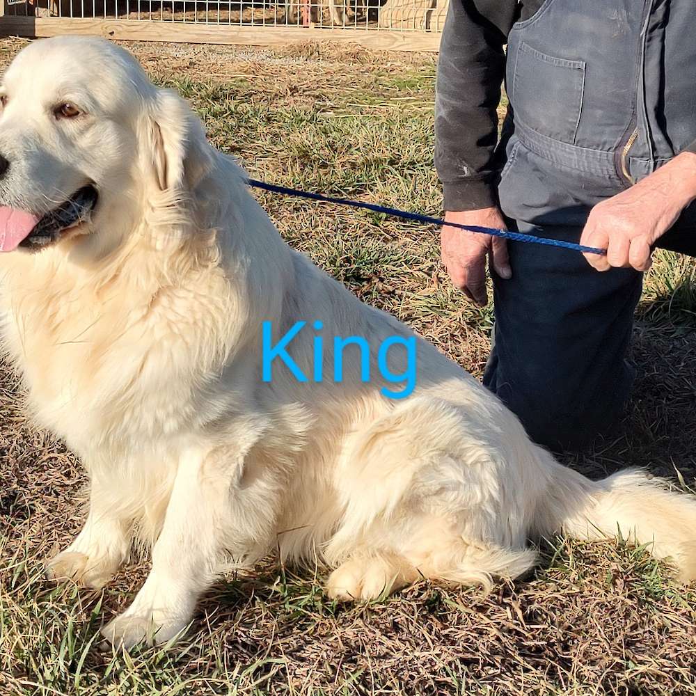 Gilpin's King